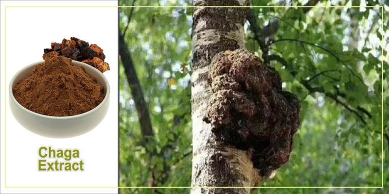product-1-1 Chaga Extract Powder