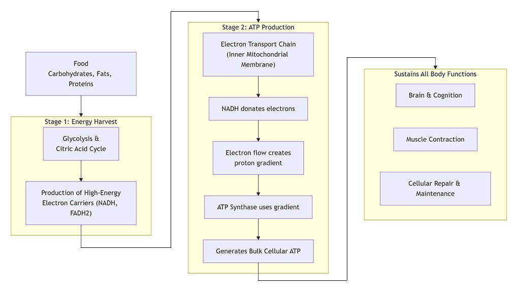 NADH transfers energy from one process to another. NADH transfers energy from one process to another.
