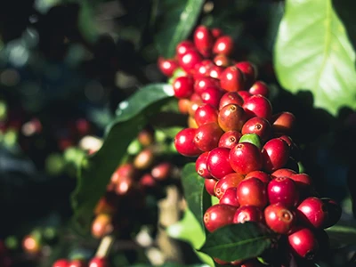 L'extrait de pulpe de café Arabica réduit le cholestérol et le poids