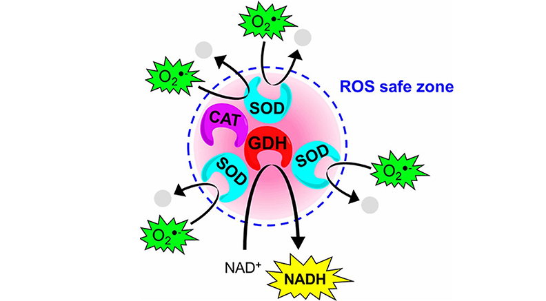 Antioxidant Mechanisms Antioxidant Mechanisms